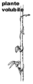 plante volubile