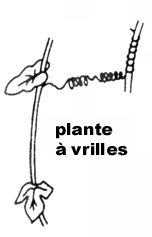 plante à vrilles